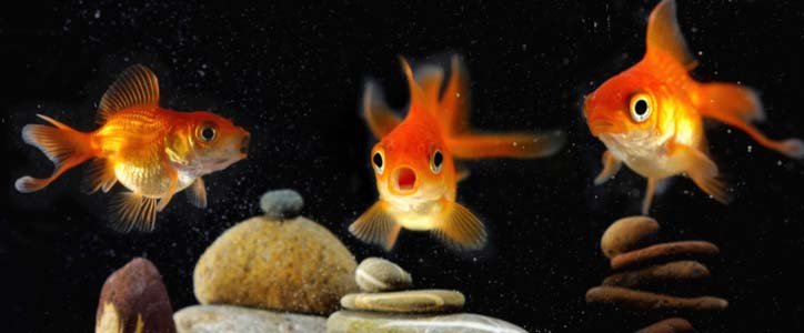 Shocked Fish in a Tank