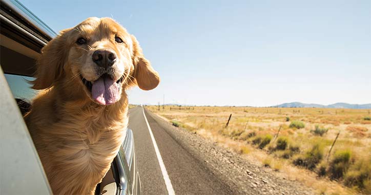 dog in car